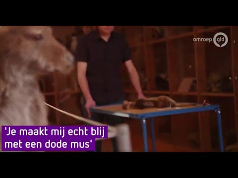 De steenmarter die een stroomstoring veroorzaakte in de Achterhoek is nu in het museum.