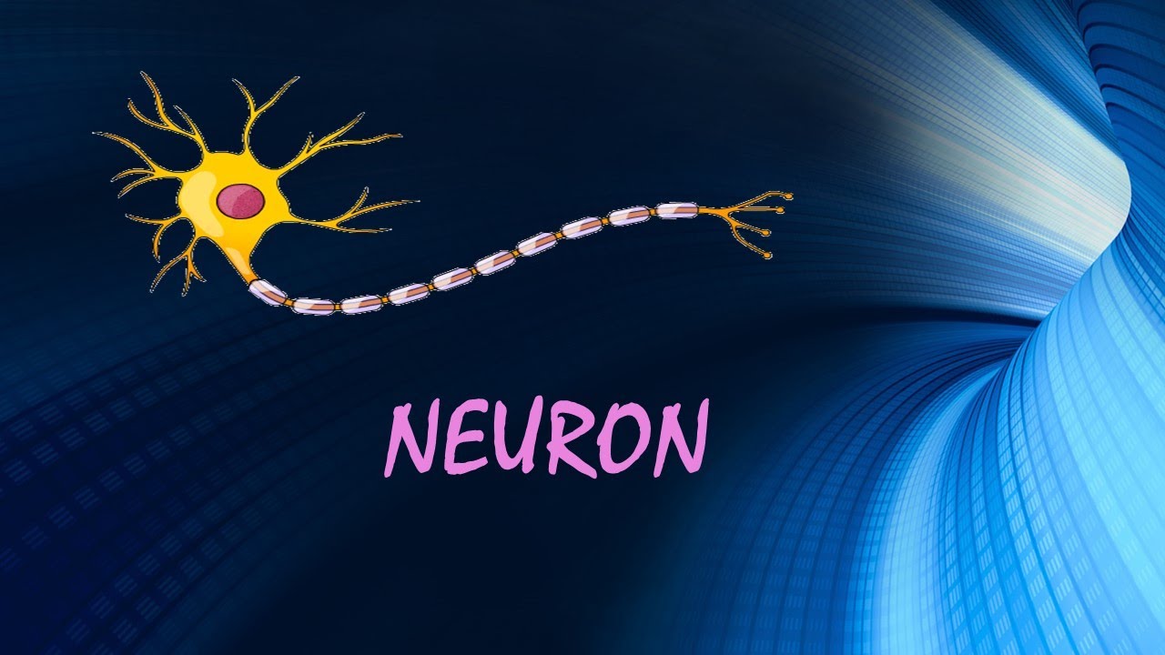 Nerve cell for classes IX and X / Neuron / ppt video on structure of Neuron /science /G.L Education