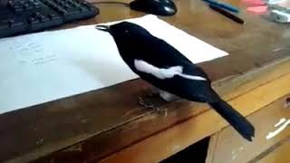 Download lagu Kicau burung Kacer Jinak mp3 Download lagu Kicau burung Kacer Jinak mp3