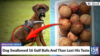 Dog Swallowed 16 Golf Balls And Than Lost His Taste