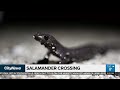 Why did the salamander cross the road?