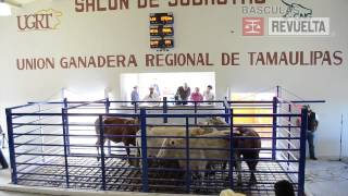 preview picture of video 'Básculas Revuelta - Centro de Subasta de Ganado - UGRT'