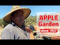 Apple Garden Garden Tour Farms In California Farmer Apple Ranch Biggest Farm In California