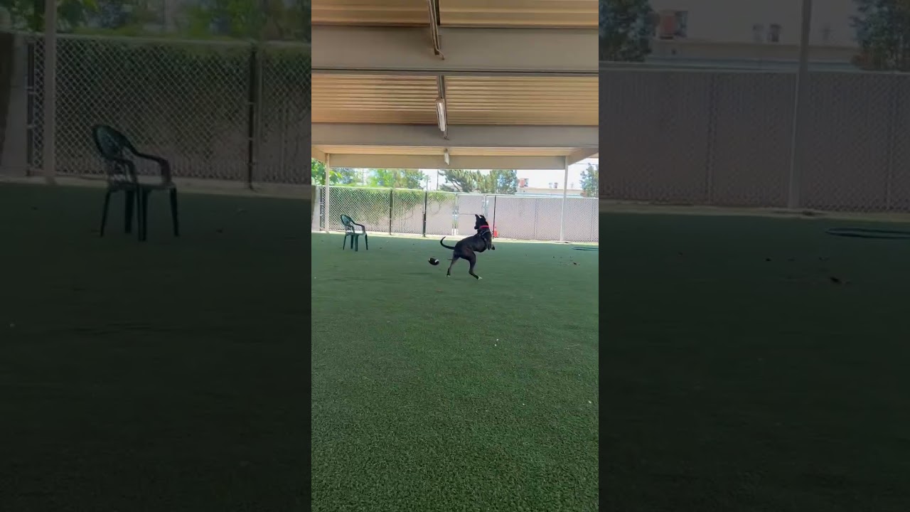 Enlarge Bruno, a Adoptable mixed breed in Riverside, CA video 6/6