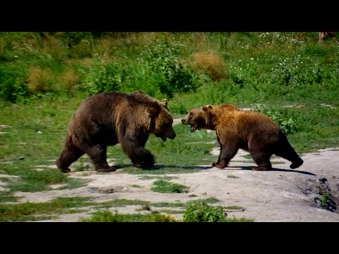 Schulfilm: 360° - die GEO-Reportage - Filmstars im Pelz (Schulfilm-Vorschau)