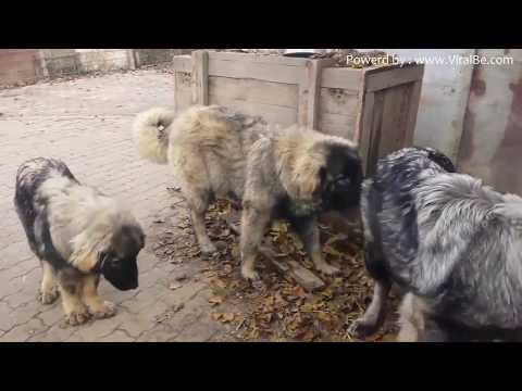 Top 10 Strongest Dogs in The World