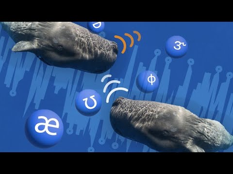 The Secret Alphabet of Sperm Whales: MIT & CETI's Groundbreaking Research 🐋