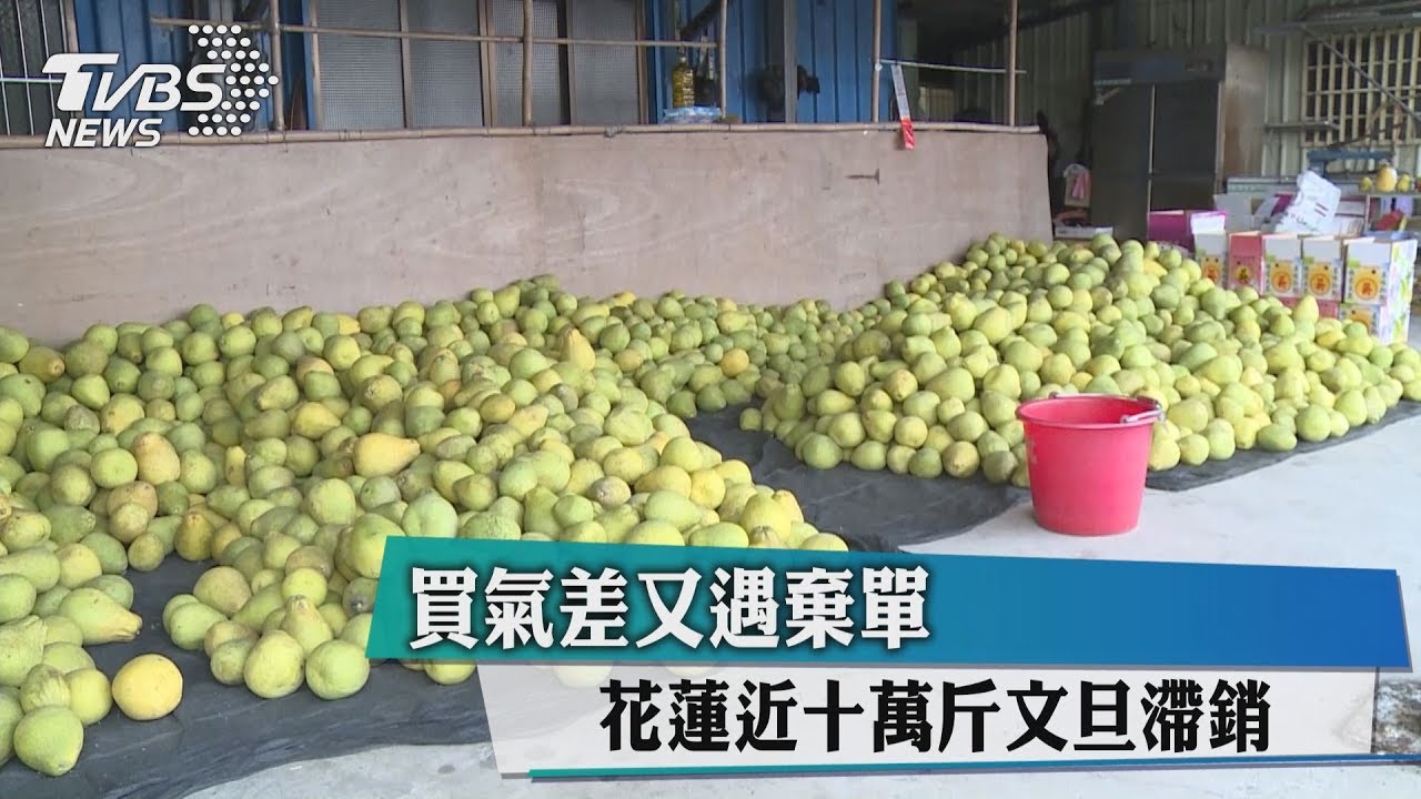 買氣差又遇棄單　花蓮近10萬斤文旦滯銷