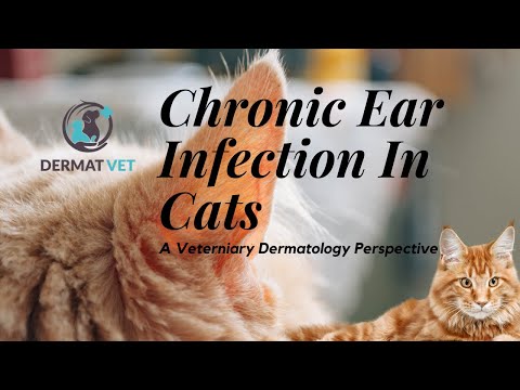 Chronic Ear Infection In Cats - A Veterinary Dermatology Perspective #DERMATVET