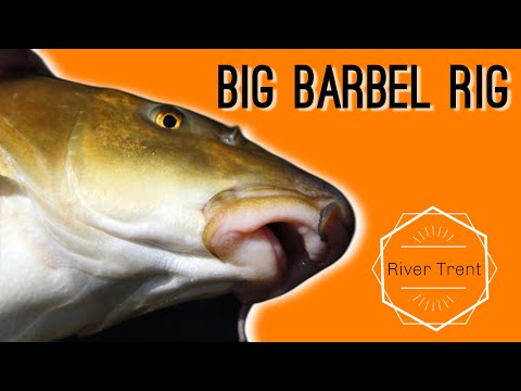 😱 BIG RIVER TRENT BARBEL.. Step by step HOW TO!