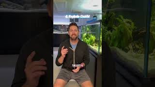 Top 5 Cichlids for Planted Tanks