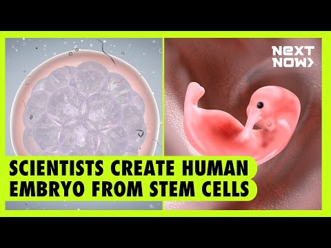 Scientists create human embryo from stem cells Next Now
