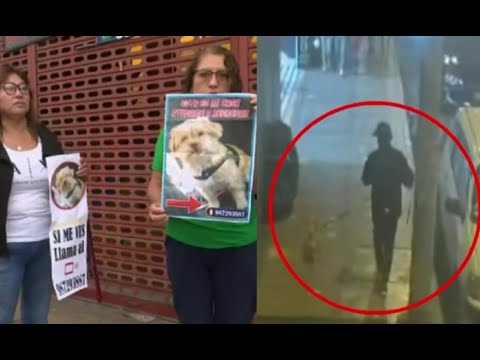 Sujeto se llevó a un perrito ¡Y ahora familia lo busca desesperadamente!
