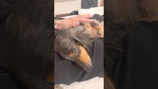 足枕大好きな犬はこちら。 #ミニチュアダックスフンド #眠る