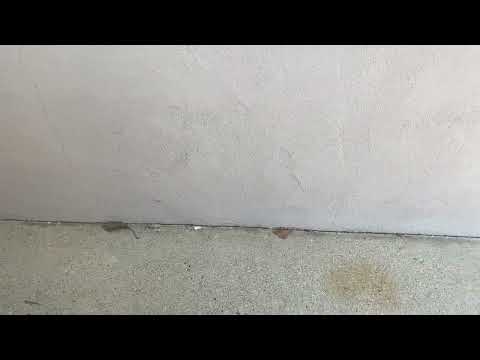 Warm Weather Brings Out the Ants in Toms River, NJ