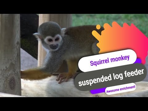 Squirrel monkey suspended log feeder - getting the food up high