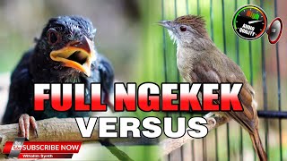 Download lagu #1 🔴 MASTERAN FULL NGEKEK NGEBREN KAPAS TEMBAK GACOR VS TENGKEK BUTO JEDA NATURAL UNTUK SEMUA BURUNG mp3