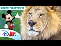 Disney Jr Animal Adventures MEGA Compilation With Mickey Mouse Ariel And More Disneyjr