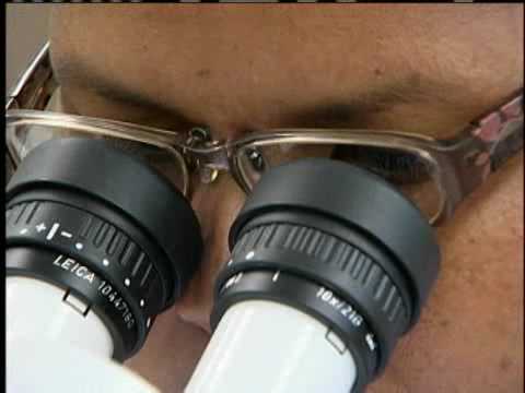 Hawaii Going Green: Gall Wasp Update