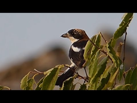 Ptice Hrvatske - Riđoglavi svračak, mužjak (Lanius senator) (Woodchat Shrike, male) (2/2)