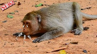 Days 5 Angel&amp; Cara still sit wait on the way Ale back! Angel hug baby Brandi by deep miss baby Ale