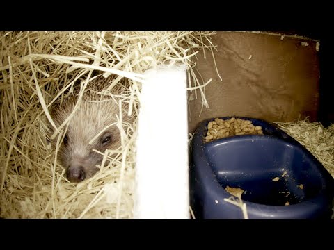 Hedgehogs Live - Norwich UK - 2026-02-06