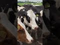 Onzekerheid aan keukentafel geeft veel boeren mentale problemen | RTV Oost