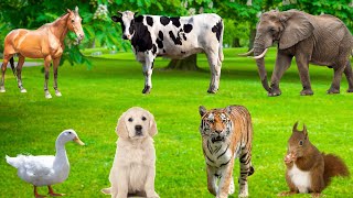 Natural Animal Sounds: Elephant, Horse, Tiger, Duck, Squirrel, Cow,...