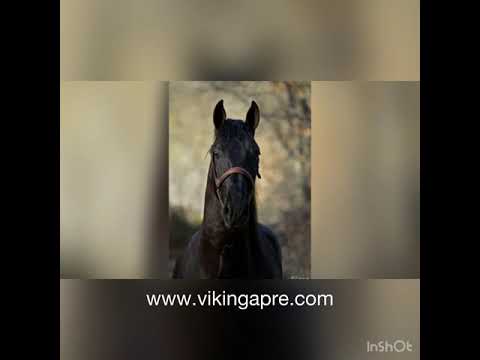 AMA - Tall black PRE stallion born 2017 SOLD