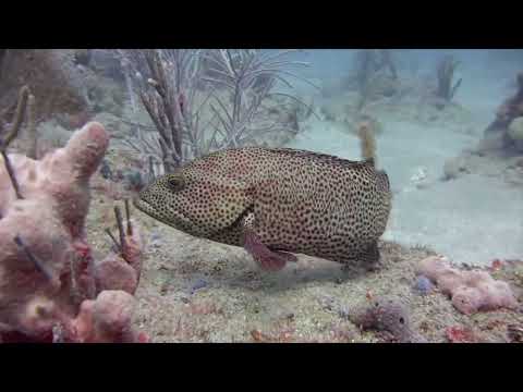 Dive Movie 2 video thumbnail