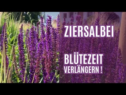 Ziersalbei - Blütezeit verlängern ! Mit einem Rückschnitt