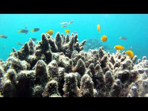 Snorkeling in Thailand