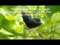 Free as the Wind ~ Engelbert Humperdinck (HD ...