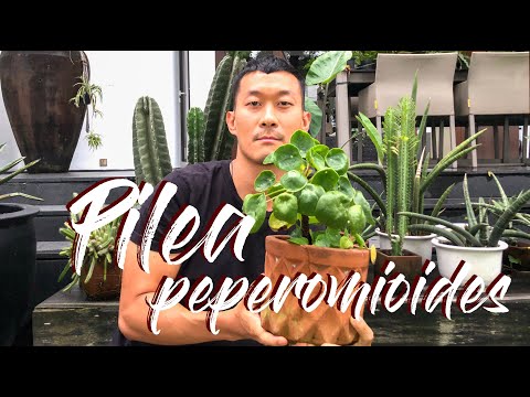 , title : 'Pilea peperomioides care and propagation'