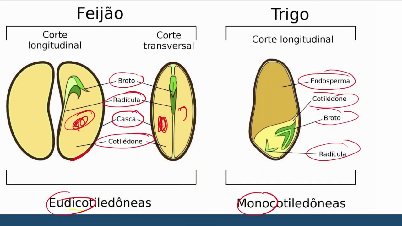 Botânica (Morfologia) - Semente