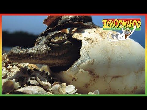 Zoboomafoo | HD Compilation | Animal Shows for Kids