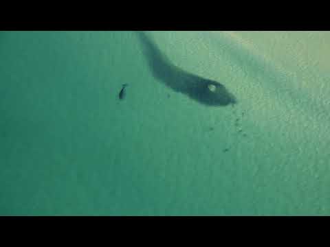 A baitball with a Brydes Whale and sharks at Tuncurry, NSW