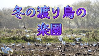 冬の渡り鳥の楽園がありました　There was a paradise for migratory birds in winter