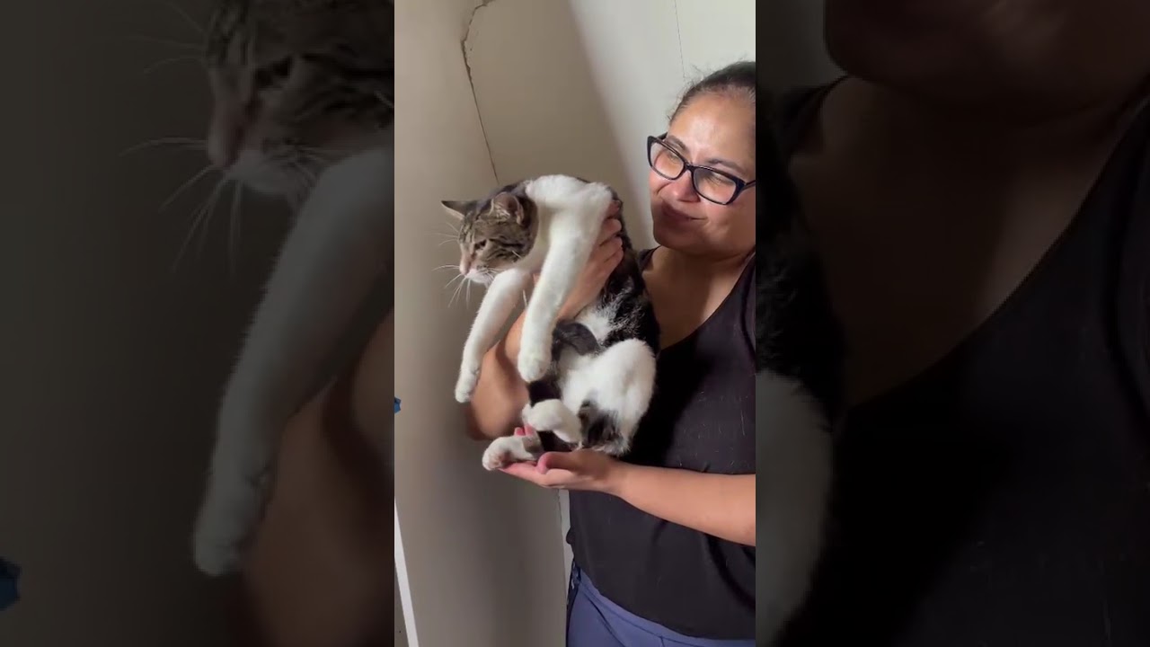 Paris, a Adoptable Domestic Short Hair in Yonkers, NY video 2/6