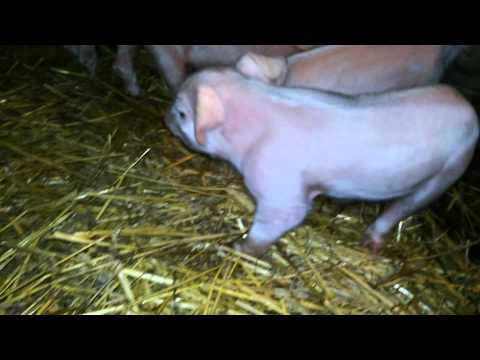 Mali prasići 2_baby pigs (SRB)