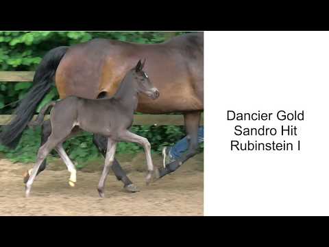 Dancier Gold x Sandro Hit x Rubinstein I 2020