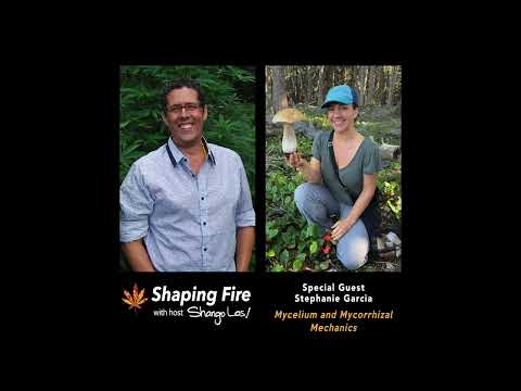 Shaping Fire Ep.105 Mycelium and Mycorrhizal Mechanics with guest Stephanie Garcia