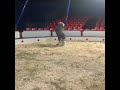 Circus Pony