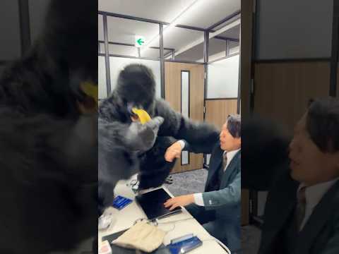 事務所にゴリラが来て大暴れしたら上司ブチギレ。