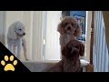 Poodles Are Awesome Compilation