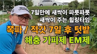 쪽파와 적갓 심고 일주일 / 이쁘게 나온 쪽파 새싹 / 적갓 새싹 / 친환경 무농약 유기농법 / 이엠제 EM…