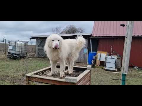 Pyrenäenberghund Cooper bringt sich und seinen Putenhals in Sicherheit