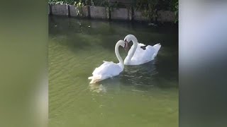 Loving swan reunites with partner, and it's magical