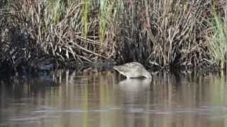 preview picture of video 'Short billed Dowitcher Lodmoor 13Sep12'
