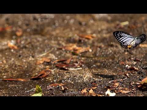 ゼノクルスタイマイの飛翔　Graphium xenocles　in flight